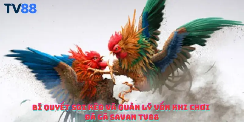 Bí quyết soi kèo và quản lý vốn khi chơi đá gà Savan TV88