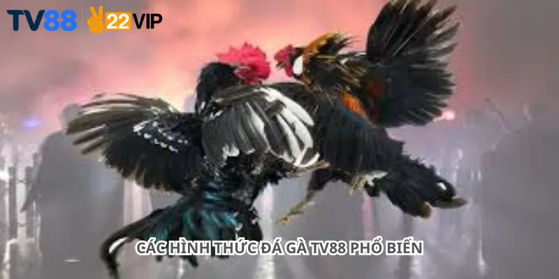 Các hình thức đá gà Tv88 phổ biến