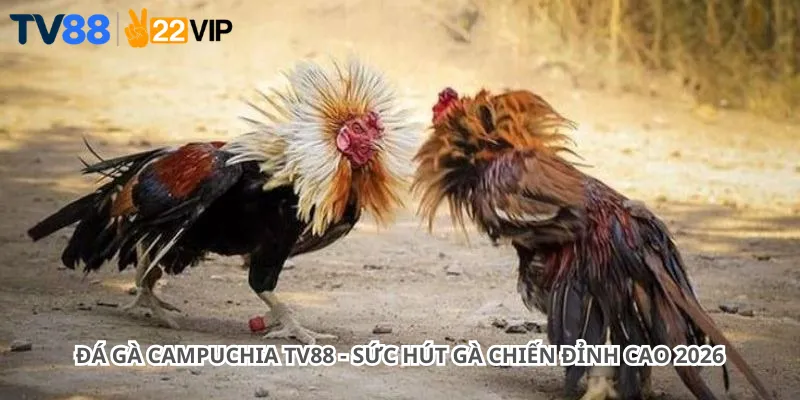 Đá Gà Campuchia Tv88 - Sức Hút Gà Chiến Đỉnh Cao 2026